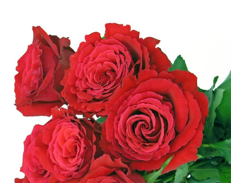 Raphaella's Roses,