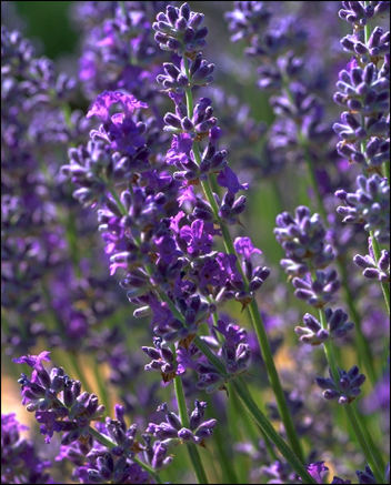 Lavender Fields Potpourri