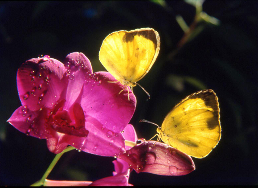 Beautiful Yellow Butterflies Pictures, Beautiful Yellow Butterflies